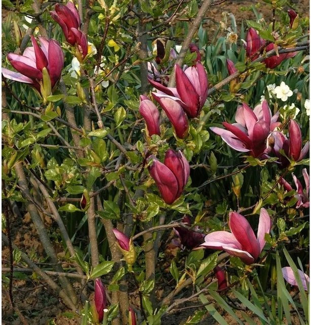 Purpur Magnolie Magnolia liliiflora in Purpur und Hellrot, Höhe: 60-80 cm - Bild 1