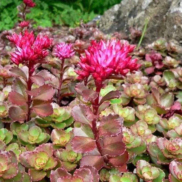 6er Set Arborix Purpurteppich Sedum spurium als Bodendecker und Schmetterlingspflanze im 9cm Topf, Farben: Purpur, Rot, Pink - Bild 1