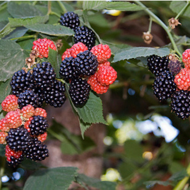Bio Himbeere Glen Coe Sommerbeere von Mein schöner Garten Shop - Bild 1