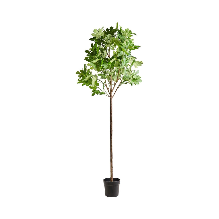House Doctor Kunstbaum Fig in Grün, Durchmesser: 23 cm, Höhe: 230 cm - Bild 1