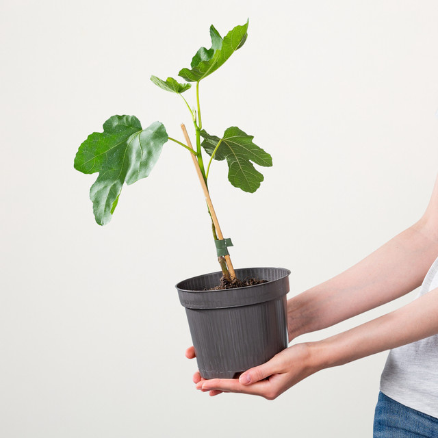 BIO Feige Gustissimo Perratta Ficus carica von BLUME2000 - Bild 1