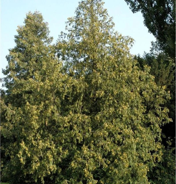 Thuja occidentalis Abendländischer Lebensbaum als grüne Heckenpflanze von Nr-01.de - Bild 1