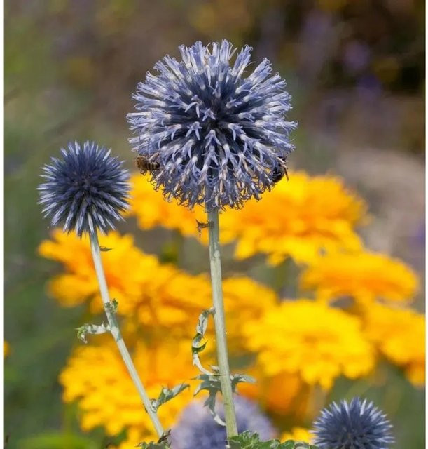 Kugeldistel Taplow Blue Echinops bannaticus Blau für Garten und als Schnittblume - Bild 1