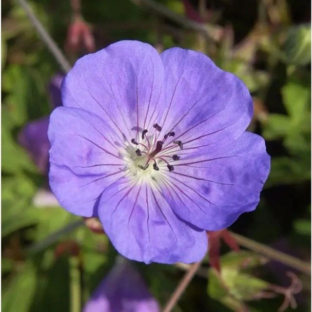Storchenschnabel Rozanne Geranium wallichianum als blauer und violetter Bodendecker von Die Nr-01.de - Bild 1