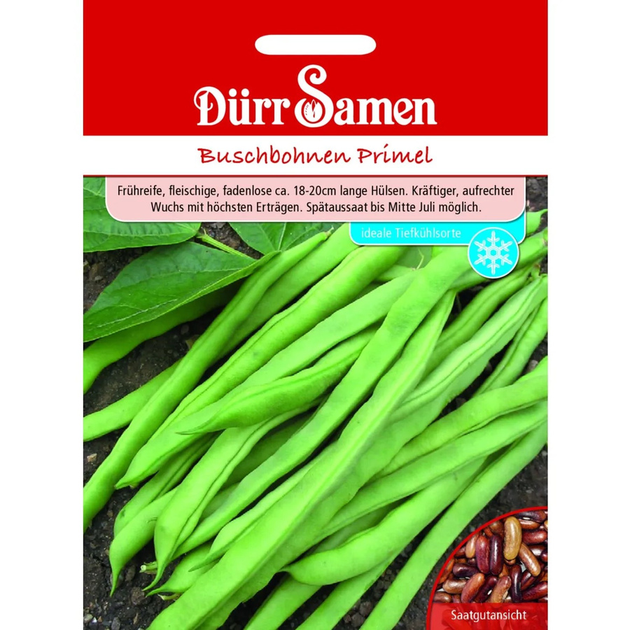 Dürr Buschbohnen Primel Saatgut 155 g - Bild 2