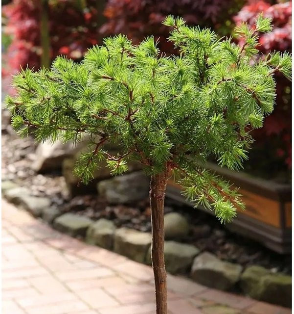 Europäische Lärche Bogle Hochstamm Larix decidua von Nr-01.de, Höhe: 60-80 cm - Bild 1