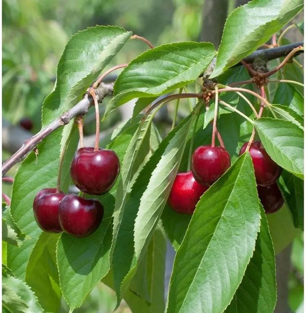 Süßkirsche Regina Prunus avium von Nr-01.de mit dunkelroten Früchten - Bild 1