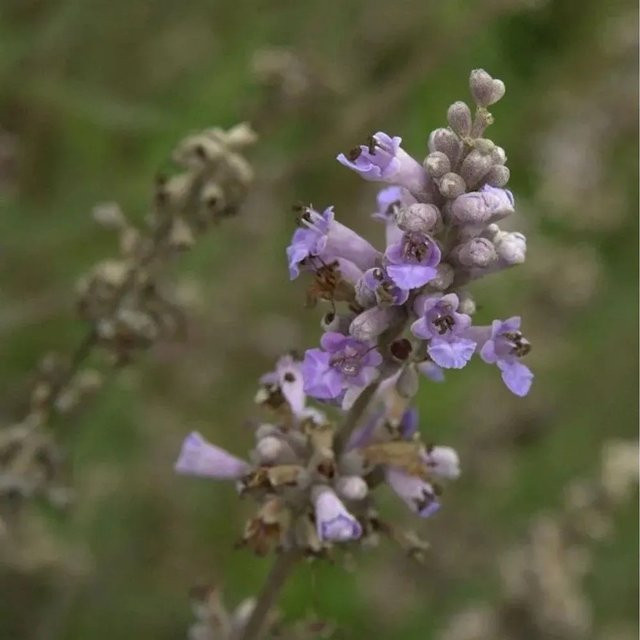 Mönchspfeffer Vitex agnus castus Strauch in Blau oder Violett, Höhe: 80-100 cm, von Nr-01.de - Bild 1