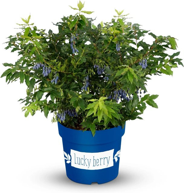 Heidelbeere Lucky Berry® Vaccinium corymbosum als Strauch für Garten, Terrasse oder Balkon, Höhe: ca. 35 cm, Topf: ca. 5 cm - Bild 1