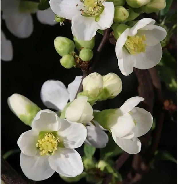 Zierquitte Nivalis Chaenomeles als Heckenpflanze für den Garten, Höhe: 40-60 cm - Bild 1
