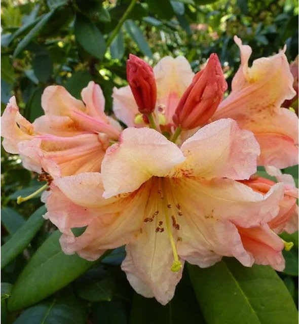 INKARHO Rhododendron Macarena Alpenrose, großblumiger Strauch in Pink, 25-30 cm - Bild 1