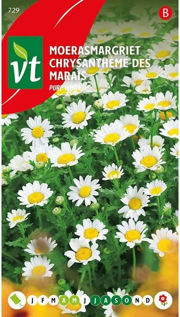 Arborix Sumpf-Chrysantheme Reines Weiß Samen für Garten und Zuhause, 0,5 g - Bild 1