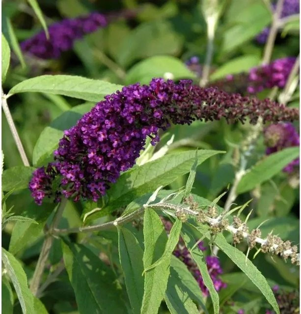 Sommerflieder Black Knight Buddleja als Hochstamm in Schwarz-Lila, Höhe: 80-100 cm - Bild 1
