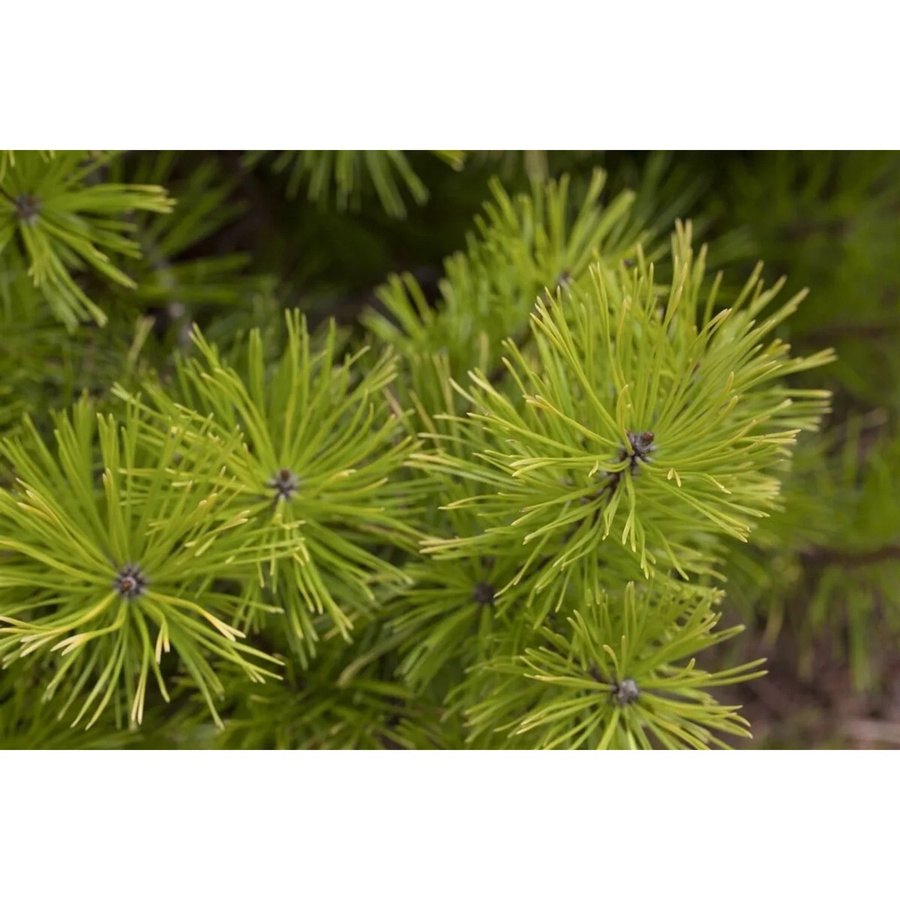Pinus Contorta Küsten-Kiefer als dekorativer Nadelbaum für deinen Garten, Höhe: 40–60 cm - Bild 2
