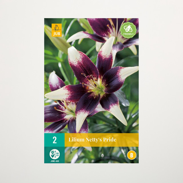 Asiatische Lilie Netty's Pride von BLUME2000 mit 2 Knollen - Bild 1