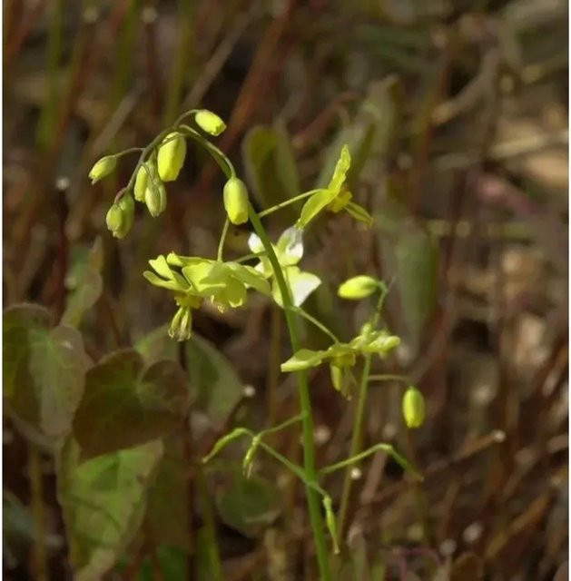 Epimedium pinnatum Schwarzmeer Elfenblume von Nr-01.de als mehrjährige Bodendecker-Pflanze für den Garten - Bild 1