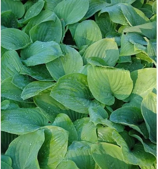 Hosta Funkie Fried Green Tomatoes - Grüne Gartenstaude für den Außenbereich - Bild 1