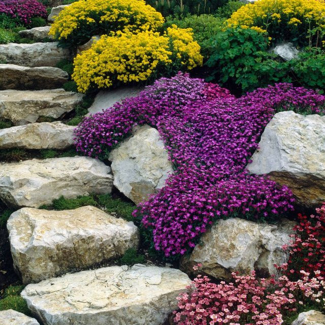 Bodendecker-Set Blütenzauber im Steingarten mit 16 Pflanzen von Mein schöner Garten Shop - Bild 1