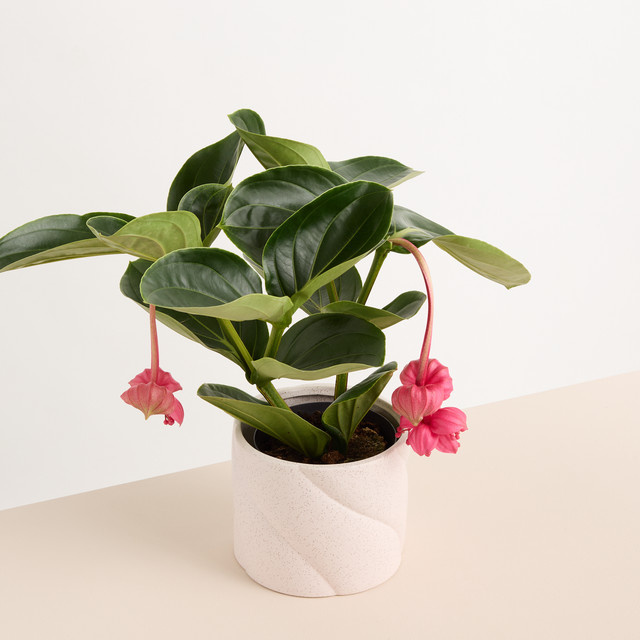 Keramik Übertopf Blume2000 in Rosa, rund, Durchmesser: 15 cm, Höhe: 13 cm - Bild 1
