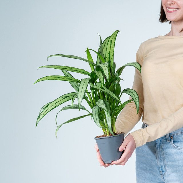 Aglaonema Cutlass Zimmerpflanze von BLUME2000 mit grün-weißem Muster - Bild 1