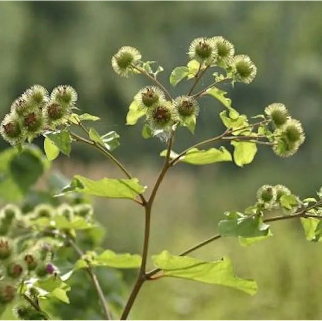 Arctium Große Klette Gartenstrauch - Bild 1