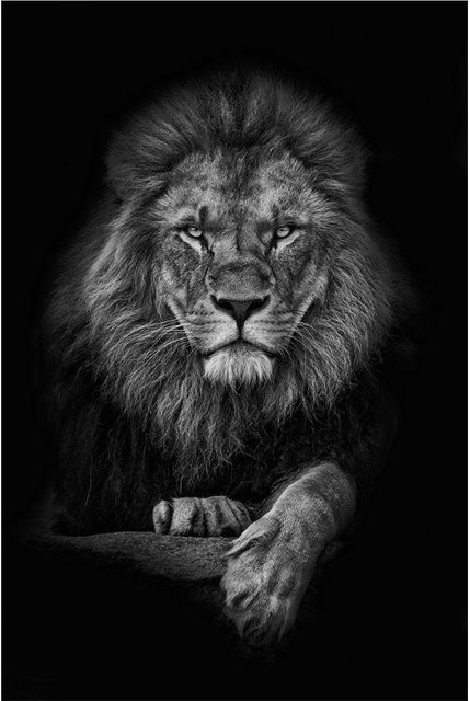 DIMENGQI Leinwand Poster Löwe Wildlife Wandkunst in Schwarz und Weiß, B x H: 50 x 70 cm - Bild 1
