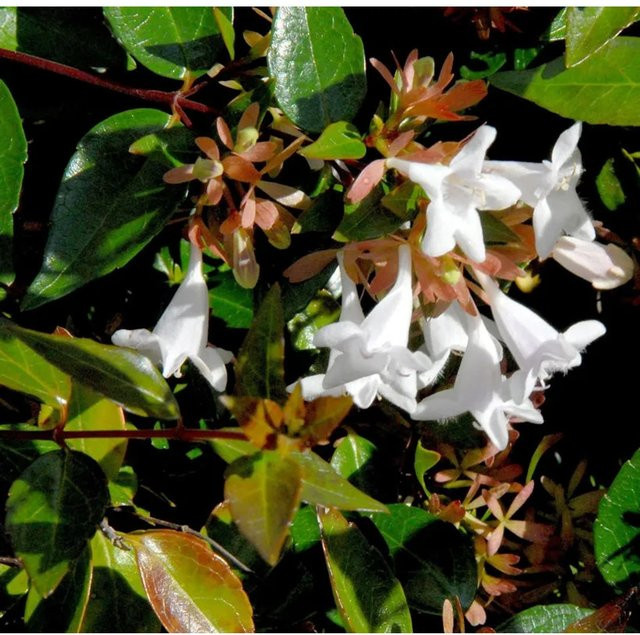 Großblumige Abelia grandiflora Strauch von Nr-01.de, Höhe: 40-60 cm - Bild 1