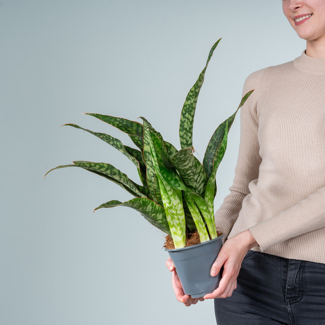 Sansevieria aubrytiana Bogenhanf von BLUME2000 für dein Büro oder Badezimmer - Bild 1