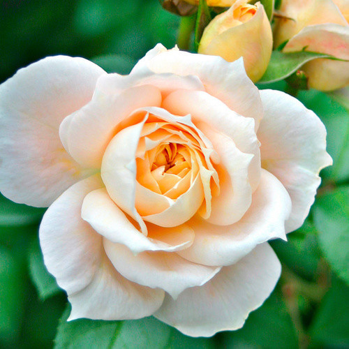 KORDES ROSEN Beetrose Lions-Rose in Rosa mit cremeweißen, gefüllten Blüten - Bild 2