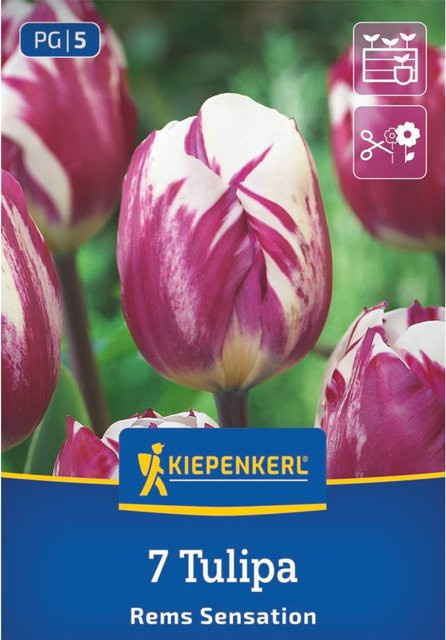 Kiepenkerl Triumph-Tulpe Rems Sensation, 7 Zwiebeln, violett - Bild 1