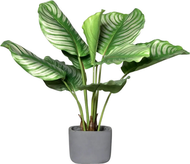 Künstliche Pflanze Aplanta Calathea Mathilda in Grün, Höhe: 50 cm - Bild 1