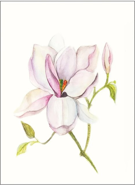 Komar Wandbild Magnolia Shine Multicolor B: 40 cm, H: 50 cm - Bild 1
