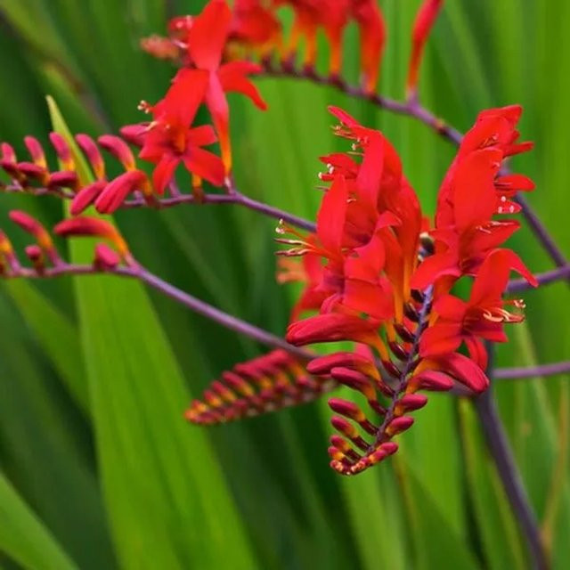 6er Set Crocosmia Montbretie Lucifer mit roten Blüten im 9cm Topf von arborix - Bild 1