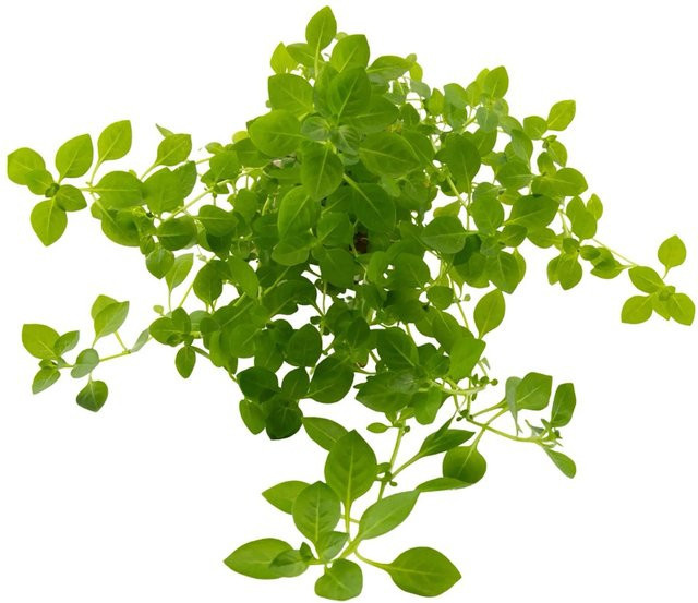 Dennerle Plants Aquariumpflanze Ludwigia palustris Green - Bild 1