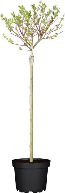 OBI Harlekinweide Hakuro Nishiki Salix integra Stämmchen Höhe: 90 cm - Bild 1