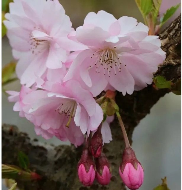 Prunus Accolade Zierkirsche als Solitärpflanze in Pink, Höhe: 60-80 cm - Bild 1