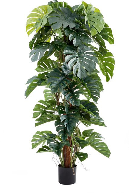 Künstliche Pflanze Aplanta Split-Philodendron Zephira in Grün, Höhe: 190 cm - Bild 1