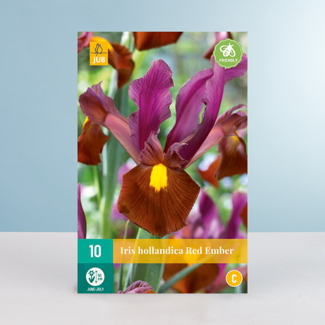Holländische Schwertlilie Red Ember von BLUME2000, 10 Zwiebeln für Beete und Schnittblumen - Bild 1
