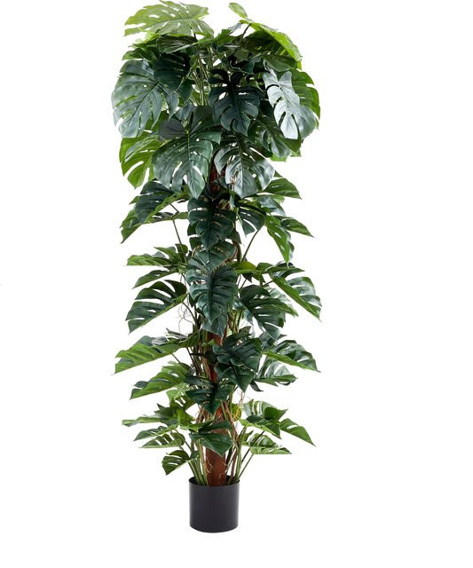 Künstlicher Split-Philodendron Zephira von Aplanta in Grün, Höhe: 210 cm - Bild 1