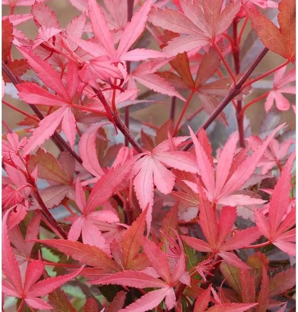 Nr-01.de Zwergahorn Shaina Acer palmatum Hochstamm, Rot, Höhe: 40-60 cm - Bild 1