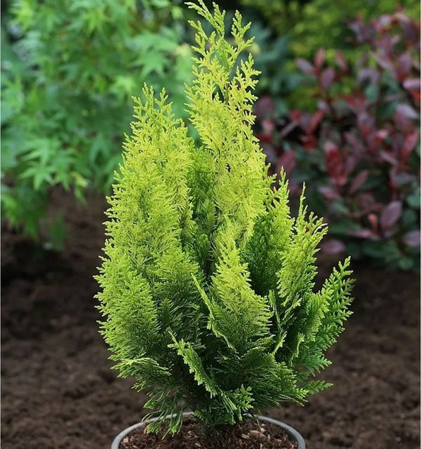 Gelbe Gartenzypresse Howarth Gold Chamaecyparis awsoniana für deinen Garten, Höhe: 80-100 cm - Bild 1
