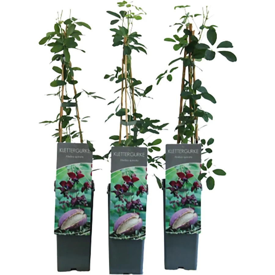 GROW by OBI Akebia quinata Fingerblättrige Akebie Kletterstrauch in Topf, Höhe: 40 - 60 cm, Topfgröße: 2 Liter, Farbe: Grün/Lila - Bild 2