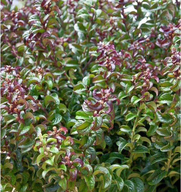 Traubenmyrte Leucothoe axillaris Twisting Red Zwergstrauch, rot und grün, 20-30 cm - Bild 1