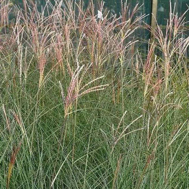 6er Set Arborix Chinaschilf Gracillimus Miscanthus sinensis Feines Ziergras im Topf, Grün-Lila - Bild 1