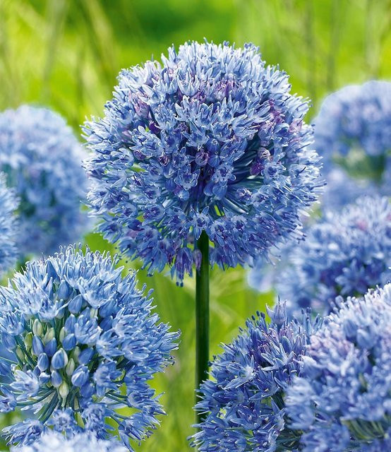 Allium Azureum Zierlauch - Bild 1