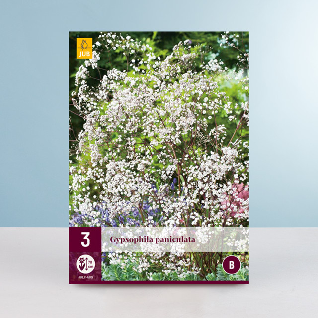 Schleierkraut Paniculata mit 3 Wurzeln von BLUME2000 - Bild 1