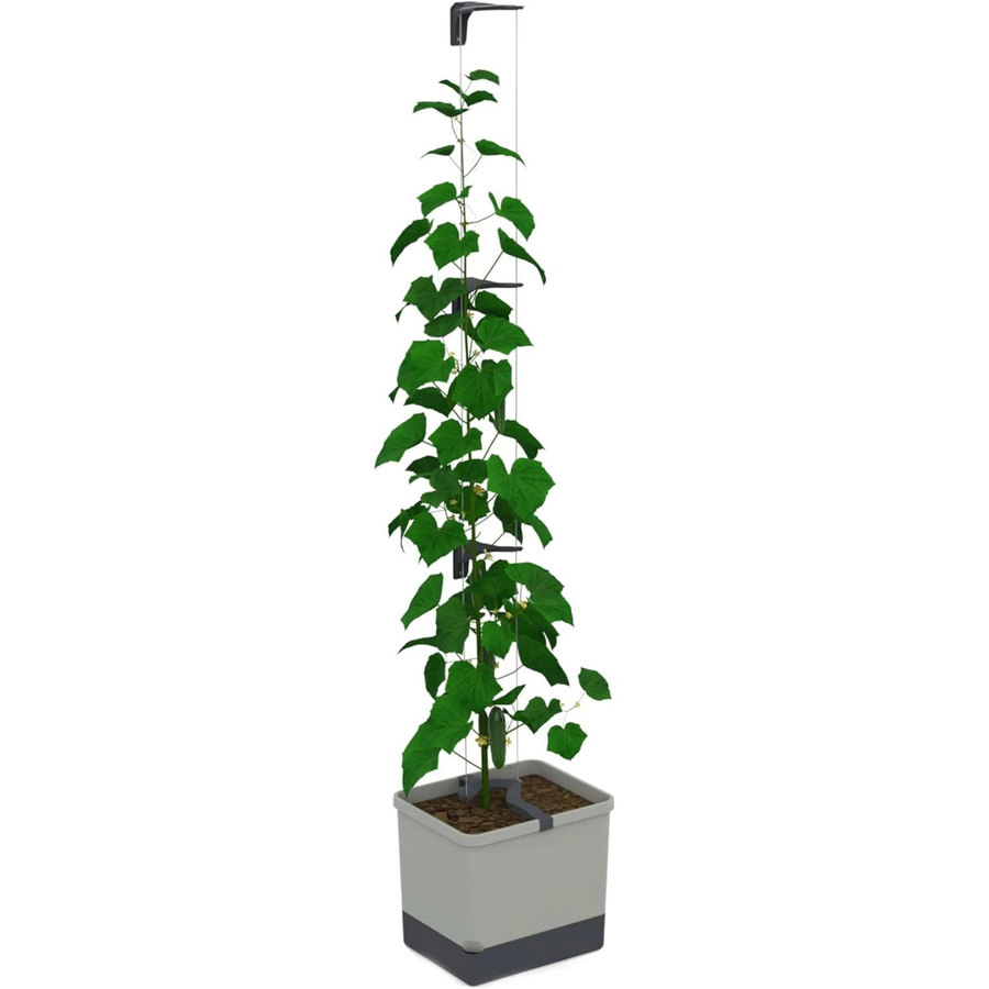 Gusta Garden Selbstbewässernder Gurkentopf Curt Cucumber mit Ranksystem Hellgrau - Bild 2
