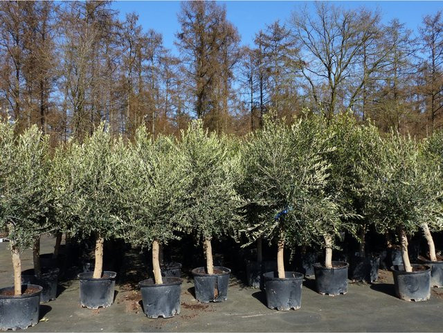 6er Set Olivenbaum Olea Europaea, 20 Jahre alt, Höhe: 180 - 220 cm, Stammumfang: 20 - 30 cm, winterhart - Bild 1