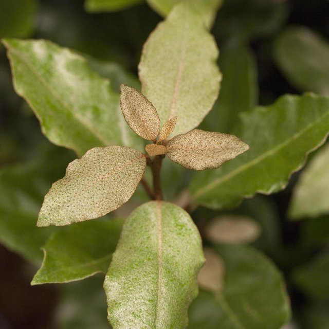 Wintergrüne Ölweide Compacta Elaeagnus als weiß-grüner Zierstrauch und Heckenpflanze für den Garten - Bild 1