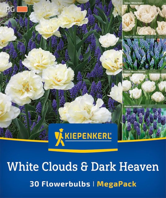 Kiepenkerl Mega Pack White Clouds & Dark Heaven Blumenzwiebeln, 30 Stück, bunt - Bild 1